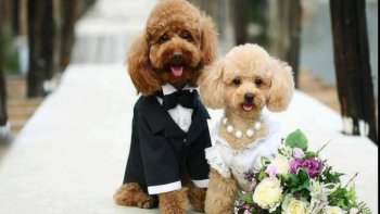 c'est aujourd'hui la journée des chiens ...donc un petit coucou à mes chiens....