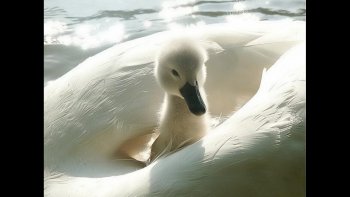 pour partager avec vous ce diaporama du net que Victoria m'a envoyé...