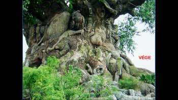 bizarreries de la nature