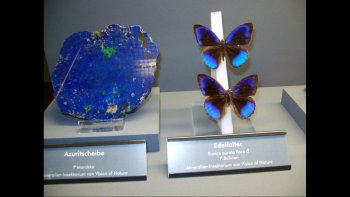 Les papillons et les insectes possèdent un mimétisme qui leur permet de ressembler par la couleur ou par la structure au milieu environnant.