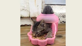 Imprévisibles... inattendus... ils sont ainsi nos minets... toujours à trouver des positions inconfortables   avec une souplesse dont je  suis "jalouse"...
mais tellement  attendrissants et amusants ,,
c'est pour cela que je les aime  tant.
Merci à Charlotte   de m'avoir envoyé  ces images ...