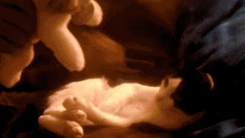 nous avons tous besoin de calins .... même les animaux.. voici des exemples de calins animaliers.... bonne journée !