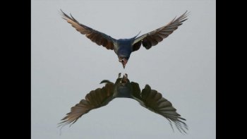 ces photos de national géographique qui sont toujours extraordinaires!
sans doute en avez vous déjà vue certaines....mais elles sont tellement belles que j'aie voulue vous les partager...
