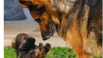 Des images qui nous apportent un peu de tendresse ... Comme toujours, les animaux nous feront sourire ..