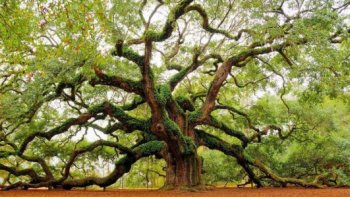 Conte pour enfant : « Le miracle de l'arbre »