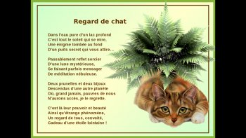 Leurs regards vous frappent en plein cœur, et l'on ne peut rester indifférent devant ces petits êtres...