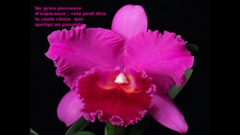 Voici quelques orchidées accompagnées de pensées pour essayer de vivre  en harmonie  ( et tout d' abord , avec soi )
Pour  ceux qui sont intéressés ,après le diapo  je vous propose quelques conseils pour favoriser la refloraison de l' orchidée 