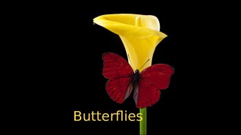 les papillons sont comme des fleurs vivantes....