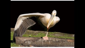 de belles photos pour commencer la journée...
