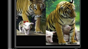 Quelle belle leçon de vie, nous donnent les animaux...
Mon dieu ! Pourquoi l'humain ne prend-il pas exemple ? Quand on veut on "peut"...
(avec l'aimable participation de notre amie ordissinaute "Dyane " que je remercie pour ce partage)