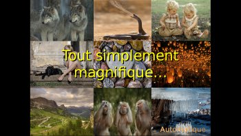 Laquelle préférez-vous ?