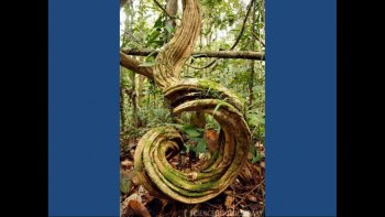 La nature est parfois étonnante !