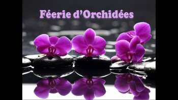 Si comme moi vous aimez les orchidées, vous allez aimer ce diaporama !