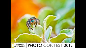 quelques photos du concours national géographique de 2012 ! J'en ai fait un tri qui je pense devrait vous plaire!!