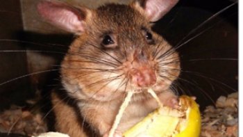 J'avais déjà programmé un diapo sur ce sujet il y a 2 ans.
je vous le présente en texte aujourd'hui...