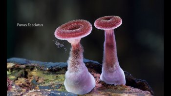 Dans les sous bois se cachent d'étranges locataires : champignons, fleur, animal, bijou, petit fantôme. De l'énigmatique nature, aux couleurs   fascinantes...

