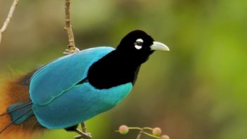 "Les oiseaux de paradis " dans votre salon comme si vous y etiez 
doris et JB 44 vous invitent  dans les forets de Nouvelle Guinée ..où ces oiseaux  dansent  pour aiguiser  l’intérêt des "dames "...

