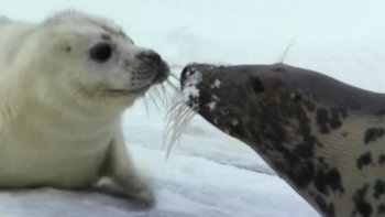 nous voici transportés vers les Grands espaces au Canada, en hiver puis au printemps ... la vie  en douceur ...
en copilote (Oderay ) 