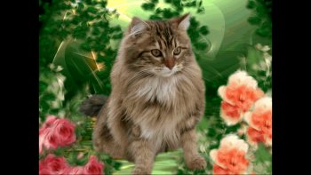 " une amoureuse des chats"