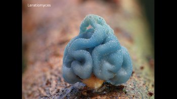 la nature recèle d'innombrables  especes...les champignons  entre autres,, 
certains ressmblent à un bijou ,,d'autres à des fleurs , des vases ,voire des animaux ,,,cachés sous les mousses ,accrochés aux troncs des  arbres, collés sur des roches ..etc
avec la complicité de JB 44  nous vous proposons un pannel tres coloré...
mais je n'irai pas jusqu'à  en faire une omelette ,,,car trop beaux pour etre "honnetes " !!!!
