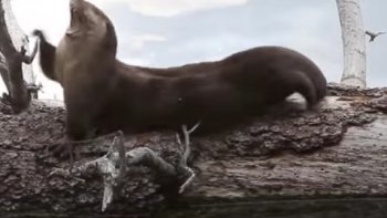 Regardez en grand ecran, ecoutez  la nature...
zenitude assurée ...le silence est le langage de Dieu....
