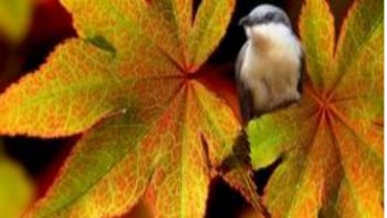 une petite réedition