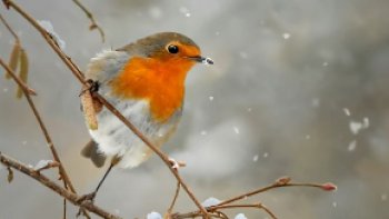 QUELQUE PART EN HIVER DANS  UNE FORET DU GRAND NORD

