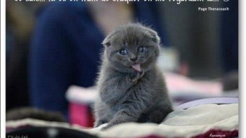 SOURCE INTERNET ,,,

IL Y A VRAIMENT DE QUOI SE POSER DES QUESTIONS ...QUEL PATAQUÈS