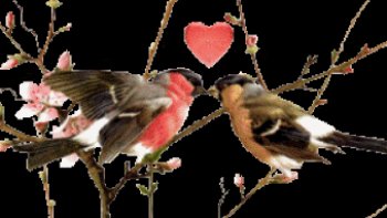 Admirez ce beau cerf "volant" au-dessus de la route de Bercé (Sarthe, région du Mans).
les trois 1ere photos sont  vraies 
ensuite je me suis amusée  en rajoutant des images ....