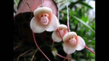 Des photos de "créatures " florales..toutes aussi surprenantes les unes que les autres
le nom des fleurs n'est pas cité.(si quelqu'un est  calé en botanique les avis seront bienvenus ).
quelques unes  sont reconnaissables ,,, 
les autres gardent   leur mystère...
.Dame  nature et ses miracles  ne finit pas de nous  émerveiller
