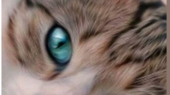 De jolis minous  pour ceux (comme moi ) qui  aiment  les chats  (et autres animaux )
la douceur de leur pelage,,la tendresse dans leurs yeux .
.leurs attitudes   élégantes  et leur grâce....comment résister ... 
faites votre choix ,,,je les aime tous.

ceux qui n'aiment pas ,,passez votre chemin...

