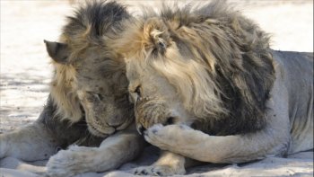 " Les animaux sont les anges de cette terre"