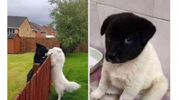 je vous propose une salade mixte bien assaisonnée.....