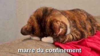 j'ai pris la liberté de mélanger quelques images prises sur internet 