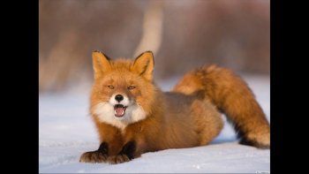 un joli diaporama ...et un texte en prose pour l'accompagner ...