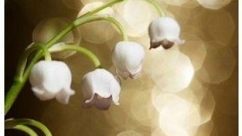 juste pour les intéressés ...
