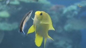 Je vous emmène sous l'eau... 4mn30 de pur bonheur. 
> >  Regardez plein écran c'est magnifique .Bonne plongée à tous 
> >  Lorsque le film est commencé,  cliquez sur GRAND ÉCRAN  
c'est tout simplement SUBLIME.
> > Sous la mer comme si vous faisiez partie de l'équipe de tournage vous ferez d'étonnantes découvertes


