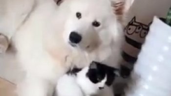 Video "tendresse"   pour    redonner le sourire et apaiser les  cœurs....
Bonne journée à tous..