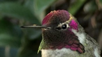 Impressionnants par leurs vols sur place et le battement de leurs ailes, les oiseaux-mouches ne cessent d’intéresser les scientifiques. Alors que certains ingénieurs s’attellent à tester l’aérodynamisme des ailes des colibris, d’autres se contentent largement d’en contempler le spectacle.

Et justement, le colibri d’Anna ou Calypte anna offre un spectacle des plus extraordinaire grâce à son plumage qui a la particularité de changer de couleur selon son orientation et de l’illumination.le mâle, reconnaissable par sa gorge rougeâtre et sa couronne, s’est laissé filmé en Californie mais il n’est pas rare de croiser cette espèce dans le reste de l’Ouest des Etats-Unis et du Canada. 