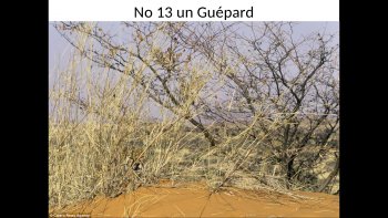 Ils  se cachent......dans la,verdure, sous les arbres.....les  réponses figurent  sur l'image suivante,  le fugitif est encerclé de rouge, noir ou jaune. les dernières images juste pour accompagner la musique