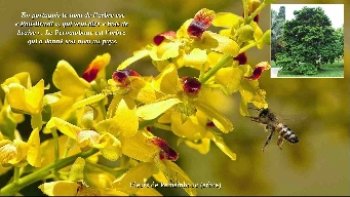 Un  voyage  au brésil  en 2 parties..car le diapo est très long...!!