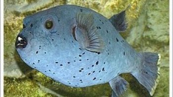 L'homme n'a rien inventé .!!!...il a copié sur la nature ...
admirez le travail  de ce petit poisson 