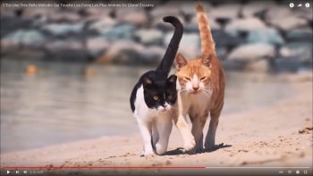 CLIQUEZ  SUR  "REGARDER  SUR  YOU TUBE"  souligné dans l'affiche noire  ci-dessous, POUR AVOIR LA VIDÉO: ça marche !