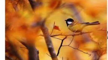 Quelques lignes  me sont venues  après la rudesse de l'été...
permettez que je les partage avec vous.
(idée de texte (l'automne ) & présentation sur une proposition  de ma petite nièce...14 ans) 
