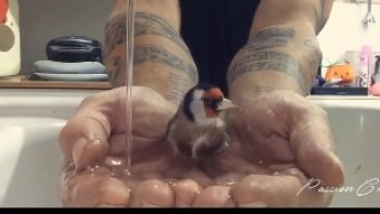 Certains oiseaux nous mangent dans la main...et d'autres poussent la confiance....jusqu'à prendre   leur bain,  entre les mains  de  l'homme!  Quel  bonheur  !