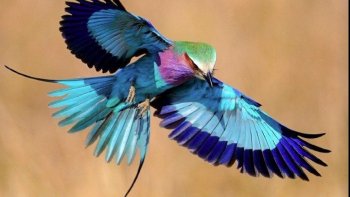 Le plumage  refait  vraiment  l'oiseau ! la nature  leur a offert de si jolis    plumages colorés....Voici le défilé de ces merveilleux  oiseaux !