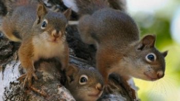 Qui ne craquerait pas devant ce  feu follet ,,croqueur de noisettes ,,!!
il me rappelle '(froufrou ) un petit écureuil blessé   récupéré par notre association (S.P A ) de Perpignan...  trop mignon !!


Avec sa queue en panache et ses petites pattes, l'écureuil a tendance à attendrir tout le monde. Mais, attention, il n'est pas si pacifique que ça...
