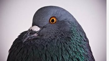 il n'y a pas que le pigeon qui sévit sur nos toitures ou sur nos balcons...
je vous laisse découvrir de très beaux spécimens..
il y en a un qui s'est invité sur mon balcon ,,il s'appelle 'zozo " et n'est pas farouche 
mais je ne le nourris pas ...sinon  il invite ses copains ,,,