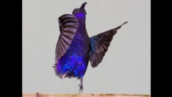 Je reprends la série sur les animaux ,,avec ce joli spectacle  offert à nos yeux par les oiseaux  ,,,"comédiens de plumes" ...
c'est comme à la maison ....