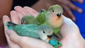 Une autre vidéo sur nos amis les oiseaux ....ceux là même qui donnent des couleurs au ciel
(source internet )

et une 2eme  vidéo qui vous fera sourire ,,,,lorsqu'un oiseau fait sa cour !!! c'est pas toujours "gagné ,," mais c'est attendrissant 